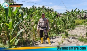 Dukung Ketahanan Pangan Ps Kasium Polsek Panipahan BRIPKA Muhammad Yusuf Laksanakan Pengecekan Jagung Pipil di Wilayah Panipahan